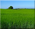 Barley field near Bangor