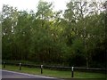 Birch trees along Coastal Road, Woodvale