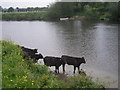 SJ4813 : Cattle by the river by Row17
