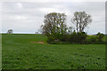 Copse between Swaby and Belleau