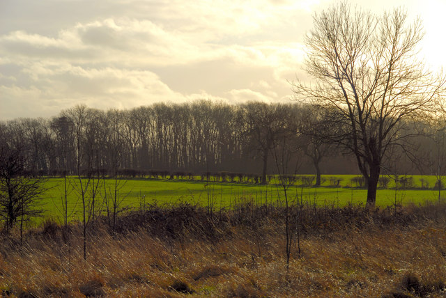 Weelsby woods © Jon Holland :: Geograph Britain and Ireland