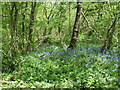 Alder Coppice