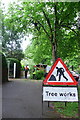 Tree Trimming, Queens Avenue, Dorchester