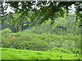 Looking towards Clinnick Downs from Draw Wood