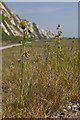 TR2838 : Early Spider Orchids at Samphire Hoe by Ian Capper