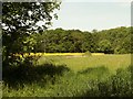 A view of Hoe Wood from Tey Road