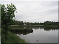 Lone duck on Peter Pond