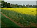 Oilseed rape field near Buckminster