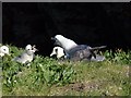 NC1248 : Fulmars on the clifftop by Roger McLachlan