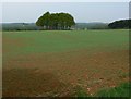 Farmland near Buckminster Park