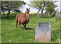 Llama at Little Dartmouth