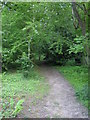 Path through the woods