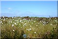 Cotton Grass, Glasson Moss