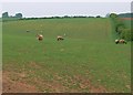 Sheep near Wyville