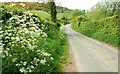 The Lough Cowey  Road near Portaferry