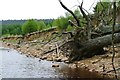 NY6789 : Fallen Tree, South of Plashetts Incline by Mick Garratt