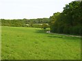 Track beside Thorn Copse near Stockbridge