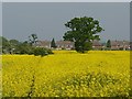 Oilseed rape field near Wilstead