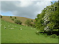 Sheep and May Blossom