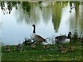 Canada Geese and young grazing