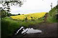 Entrance to rape field