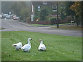 Geese on The Green, Sedlescombe