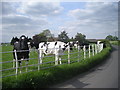 SJ6015 : Livestock at Sugdon Farm by Row17