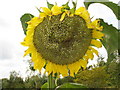 Sunflower at Radcot Lock