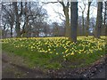 An Ocean of Daffodils