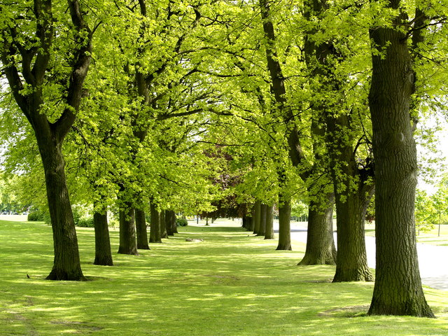 Trees in East Park © Andy Beecroft :: Geograph Britain and Ireland