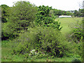 Trees and field near Purdysburn