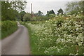 SO7423 : The May hedgerow near Kent's Green by Roger Davies