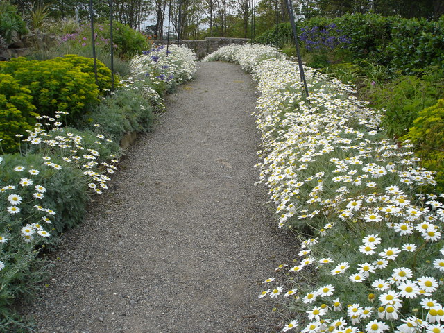 A flowery path at Lissadell
