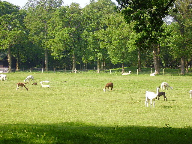 Llamas and/or alpacas, Nutfield Park Farm, South Nutfield
