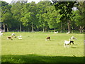 Llamas and/or alpacas, Nutfield Park Farm, South Nutfield