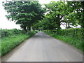 C9835 : Tree lined road by Willie Duffin