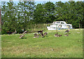 Moored boat and greylag geese