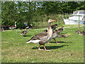 Greylag geese (Anser anser)