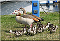 Egyptian geese (Alopochen aegyptiacus)