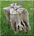 Beautifully weathered stump, Blakeney Cemetery