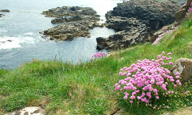 Thrift, Ramore Head, Portrush © Albert Bridge :: Geograph Britain and ...