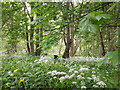 Wild Ramsons on the Island, Ettrick Water