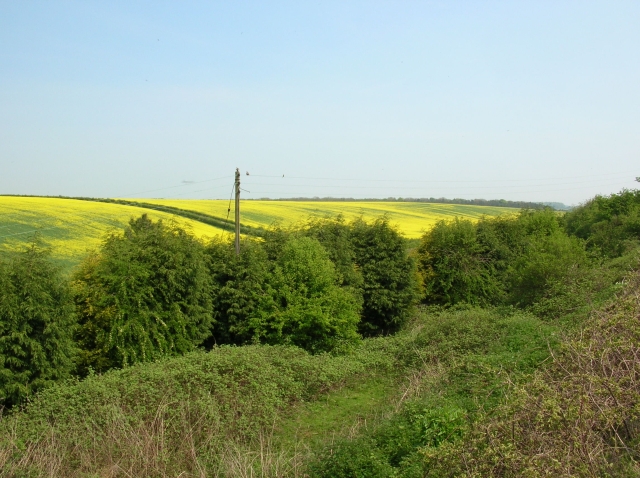 Rape on the wolds