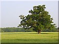 Oak in barley, Shurlock Row