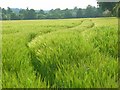 SU5975 : Barley, Basildon by Andrew Smith