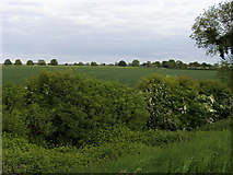 TF3532 : Fields near Leadenhall Farm by Shaun Ferguson