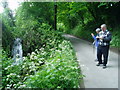 Waterfall, Chantry Lane