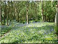 Darroch Woods bluebells