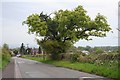 Old oak tree