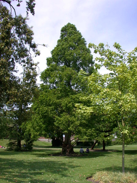 Is Climate Change Bringing Back Prehistoric Redwood Trees? - Geography ...